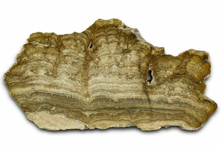 Polished Miocene Stromatolite (Chlorellopsis) Slab - Crimea #362977